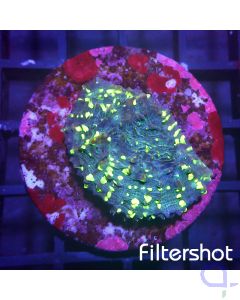 Echinophyllia - Green Eyes #142