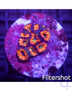 Acanthastrea - Orange Sun #72