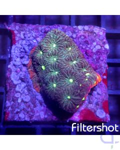Favites pentagona - Hidden Red #11