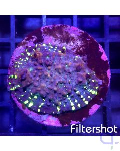 Echinophyllia - Green Dots #G6