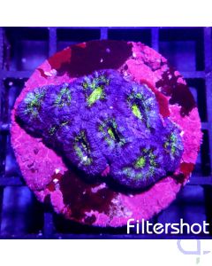 Acanthastrea - Green Blue #127