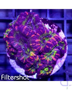 Acanthastrea - Multicolor #G13