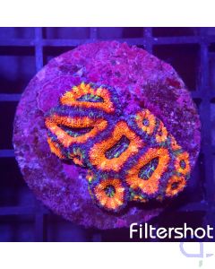 Acanthastrea - Orange #88