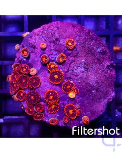 Zoanthus - Red Cherry #G17