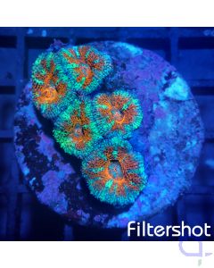 Acanthastrea - Two tone #06