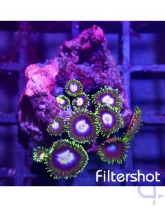 Zoanthus - Blue Center #G04