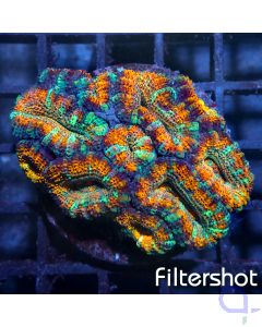 Acanthastrea - Orange Blue #76