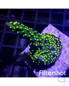 Acropora - Tricolor #G58