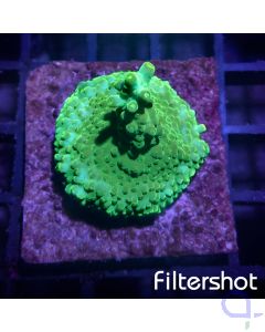 Acropora - Green Joker #G24