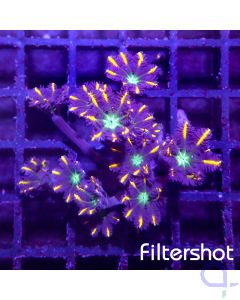 Clavularia - Tricolor #G117