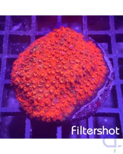 Cyphastrea Ultra - Red #28