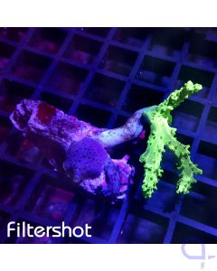 Sinularia Neon - Discosoma Blue Jawbreaker