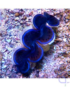 Tridacna maxima - Dark Sky #R15