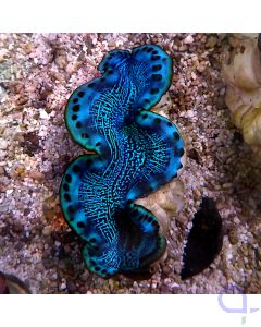 Tridacna maxima - Neon Grid