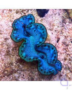 Tridacna maxima - Dots and Stripes 