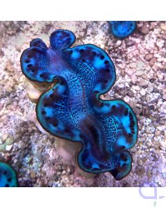 Tridacna maxima - Blue Mesh #R23