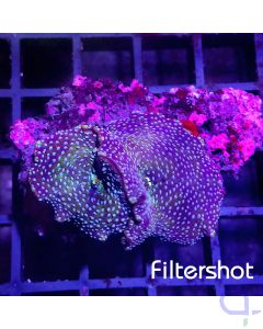 Discosoma - Multi Dots 