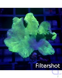 Sinularia brassica - Green 