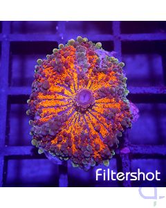 Ricordea Yuma - Orange Ultra #G148