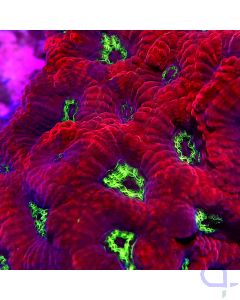 Favites - Premium Red