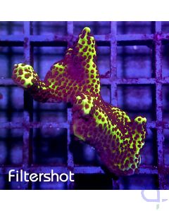 Montipora - Capitata #G200