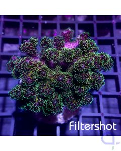 Pocillopora - Green Galaxy #G175