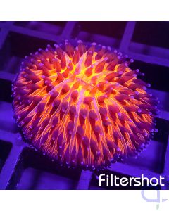 Fungia - Orange