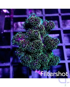 Pocillopora - Galaxy #R16