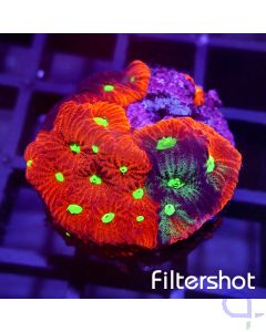 Favites - Multicolor Premium #R28