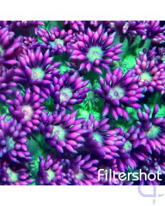 Goniopora