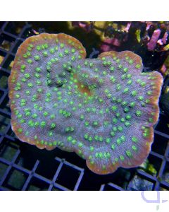 Echinopora lamellosa - Hollywood Stunner