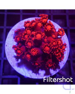 Goniopora - Premium Red #R46