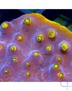 Turbinaria reniformis - Gold Polyp #R74