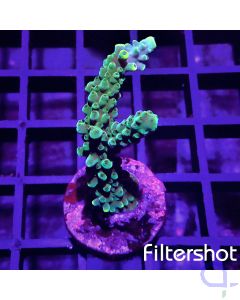 Acropora - Green #R83