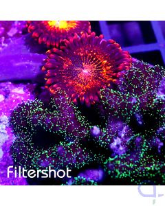 Pocillopora - Zoanthus - Mix Stone #R63