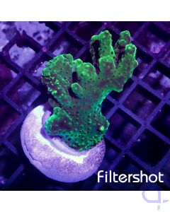 Acropora - Turquoise #R89