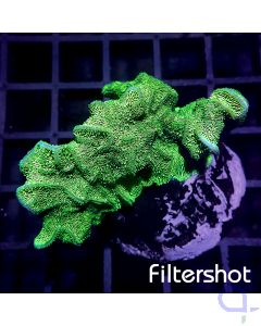 Pavona decussata - Green #R61