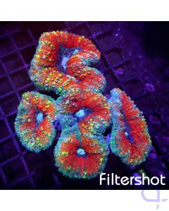 Lobophyllia - Rainbow Split