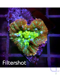 Rhodactis - Multicolor Heart #R54