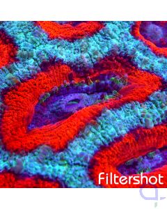 Acanthastrea - Red Premium