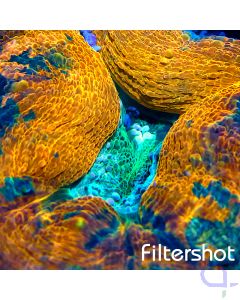 Lobophyllia - Orange Split #R53