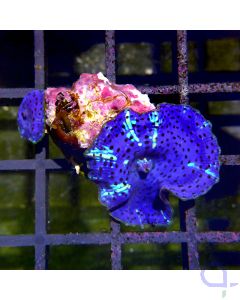 Discosoma - Ice Blue Jaw #R80