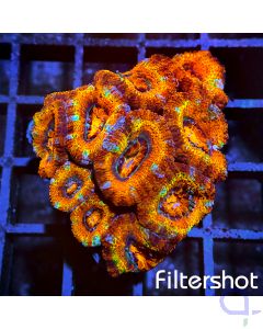 Acanthastrea - Red Premium