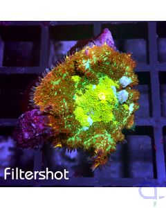 Rhodactis - Lime Center #R32