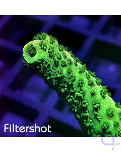 Acropora sp. - Green Alien #R92