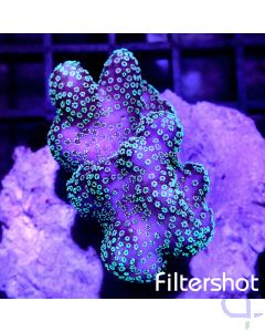 Stylophora pistillata - Magic