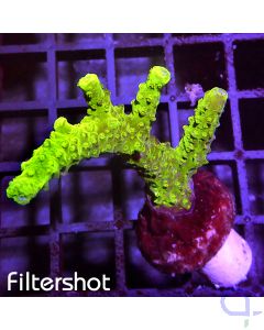 Acropora sp. - Hulk #RG27
