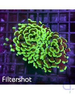 Euphyllia paraancora - Two Roses