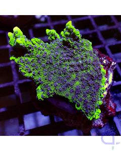 Montipora - Melonberry #GN39