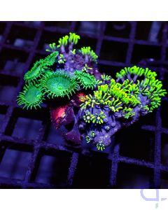 Little Coral Garden #GN40